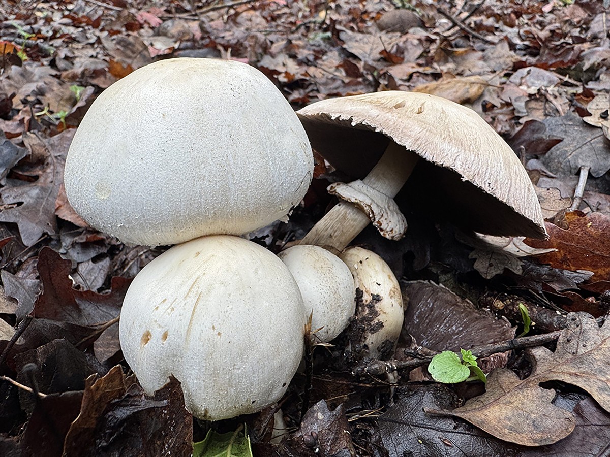 Významná akce "Les, rostliny, živočichové a houby" v Jacksonově demonstračním státním lese