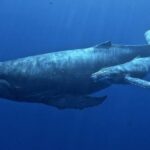 Význam výzkumu dlouhověkosti zvířat