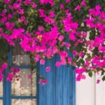 Zelené a květinové po celý rok: Sedm popínavých rostlin, které odolávají teplu, chladu a jsou snadné na údržbu