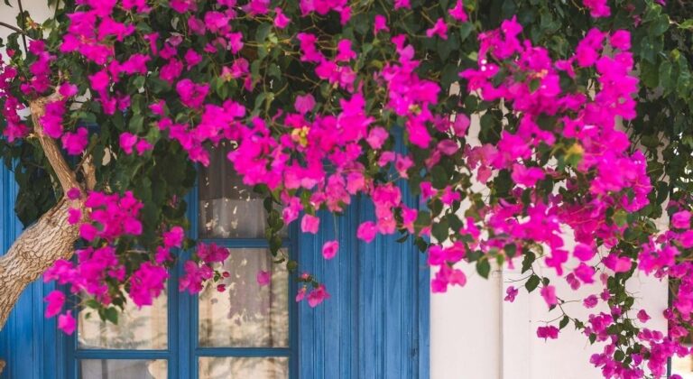 Zelené a květinové po celý rok: Sedm popínavých rostlin, které odolávají teplu, chladu a jsou snadné na údržbu