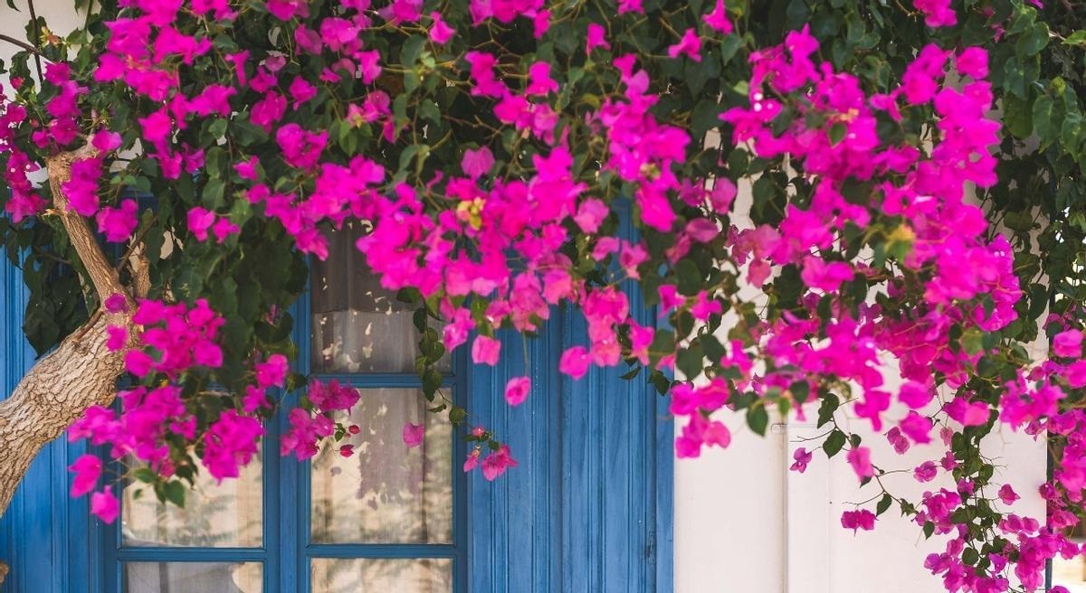 Zelené a květinové po celý rok: Sedm popínavých rostlin, které odolávají teplu, chladu a jsou snadné na údržbu
