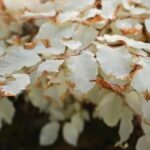 Fascinující objev: bílý buk bez chlorofylu v Moravském krasu