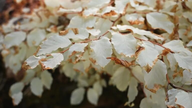 Fascinující objev: bílý buk bez chlorofylu v Moravském krasu