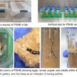 První úspěšná laboratorní kolonie polyfágního dírkového brouka v Západní Austrálii