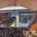 Rekordní výsledky Ptačí hodinky v Česku