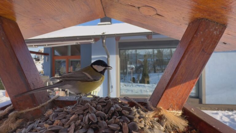 Rekordní výsledky Ptačí hodinky v Česku