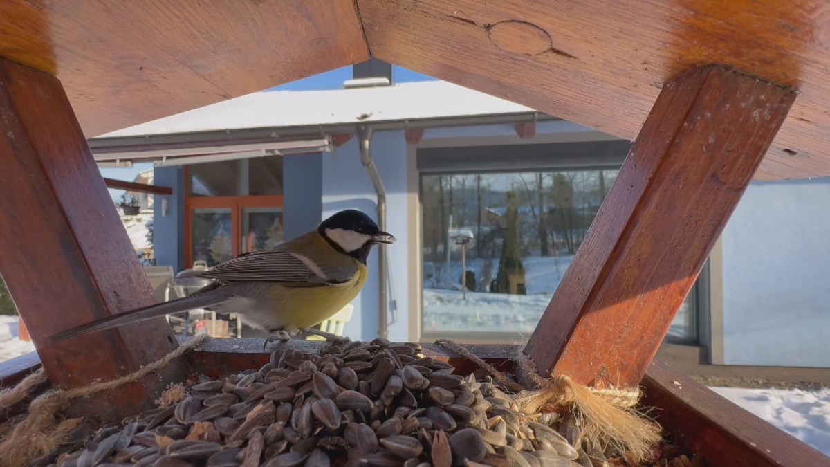 Rekordní výsledky Ptačí hodinky v Česku